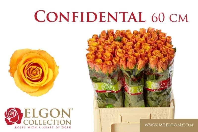 230aa54dc1a45-4193755