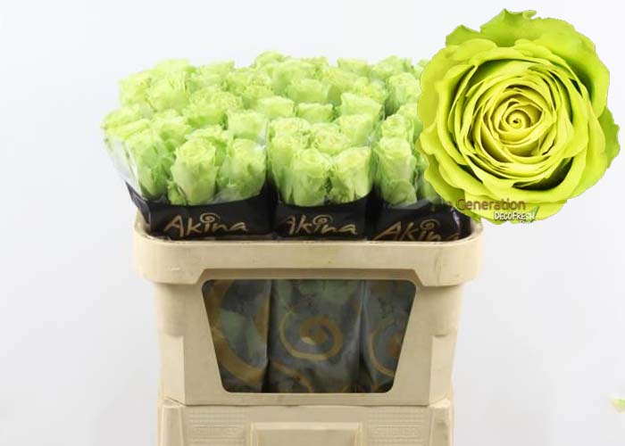 Roses-Green-Generation