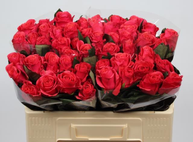 0x11A3A617E74D7555612B27F5E3E65DC304945506