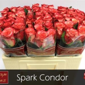 Spark Condor 50cm
