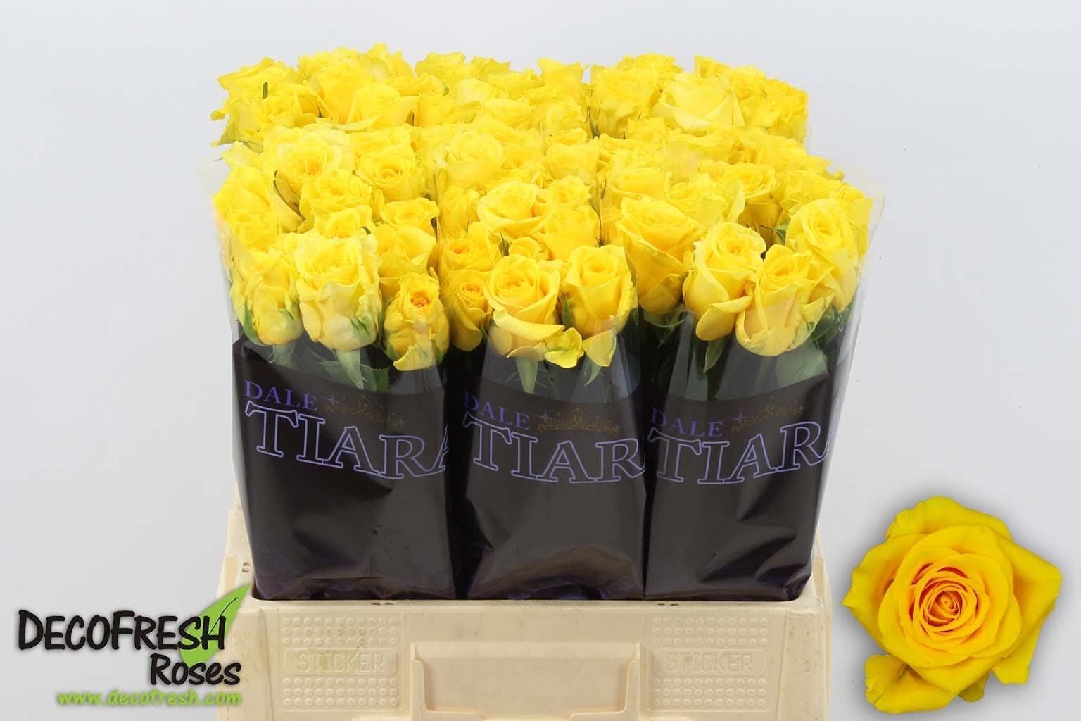 1185321381-C-2130057