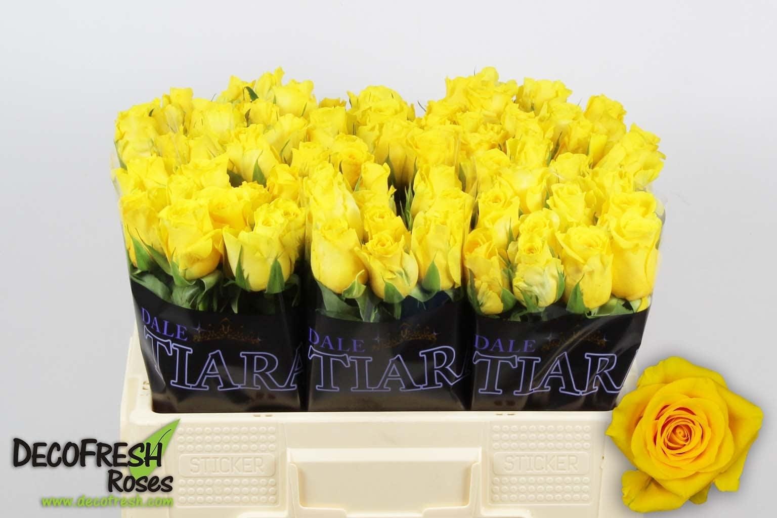 1185321382-C-2133943