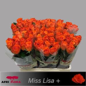 Miss lisa 60cm