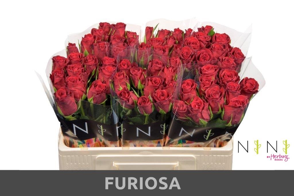 Furiosa-50cm-4474733