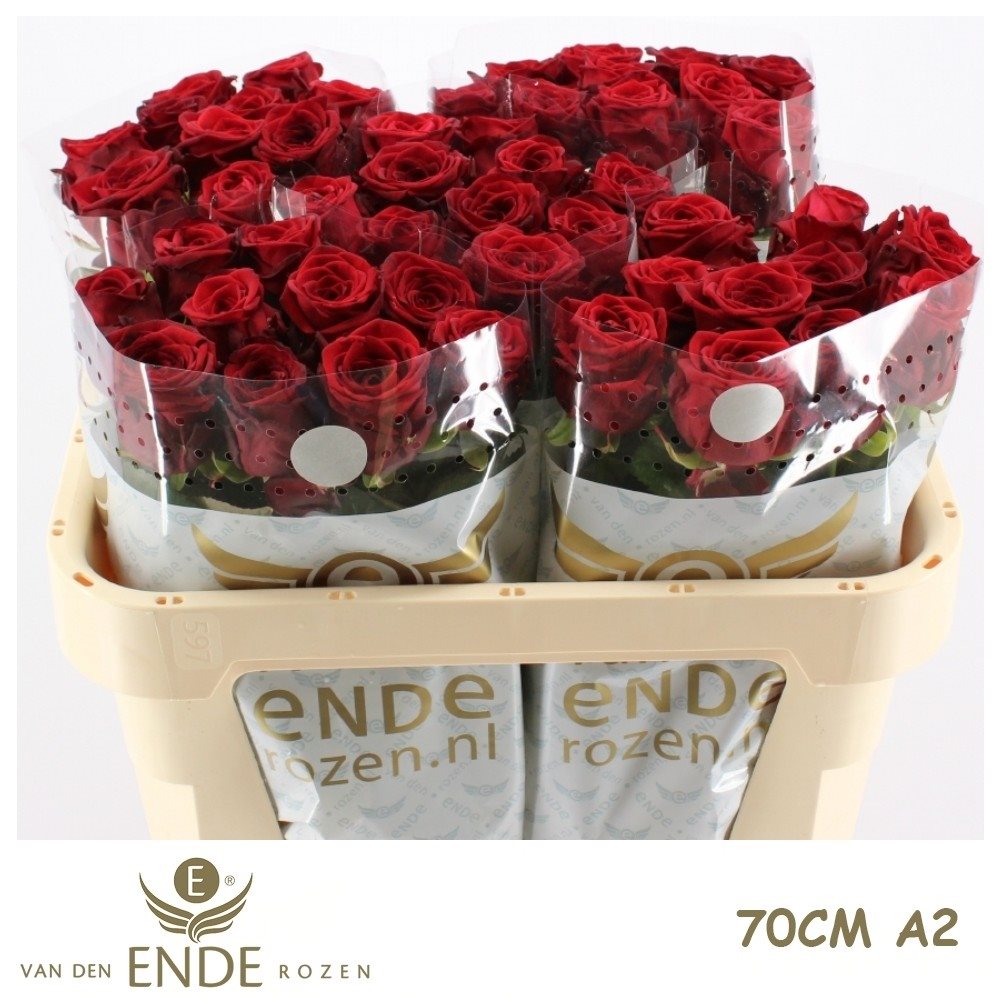 LEGEND70CMA2-2900696