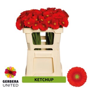 Ge Mi Ketchup 50cm