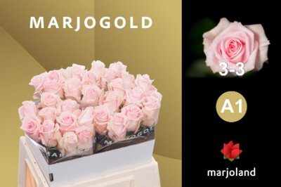 0x2611935E13CD6027D23A76670D9165F2461D568A