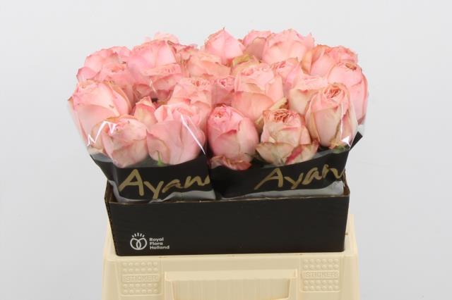 0xD263D2DD71D753610FBCE4DC87B5E560AA77A558