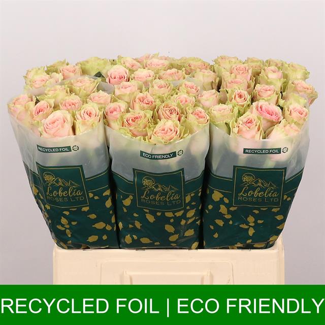 0xE4286CDF85E351E8CE178ACE8615BF8E654D6563