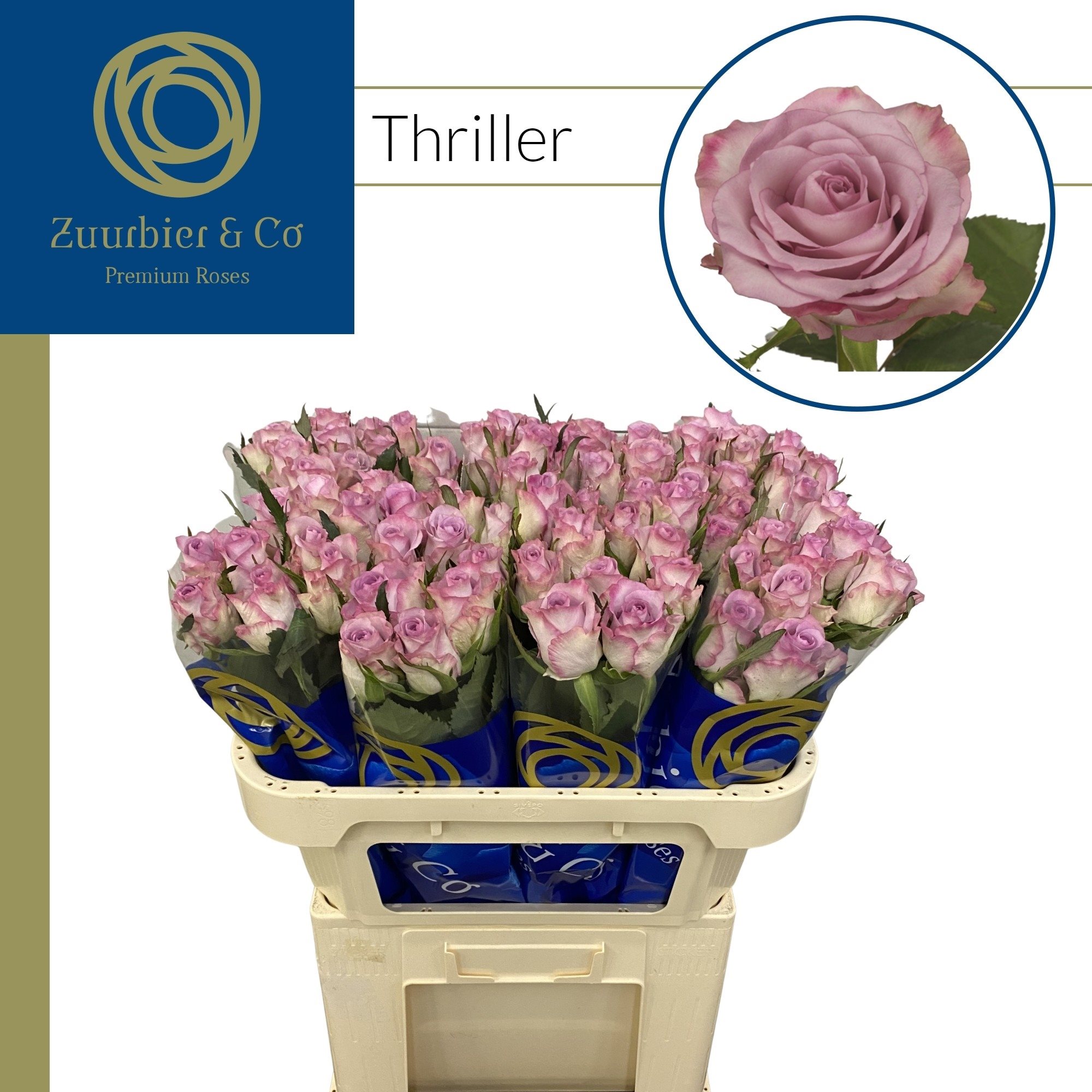 127818 DARK70-4396867