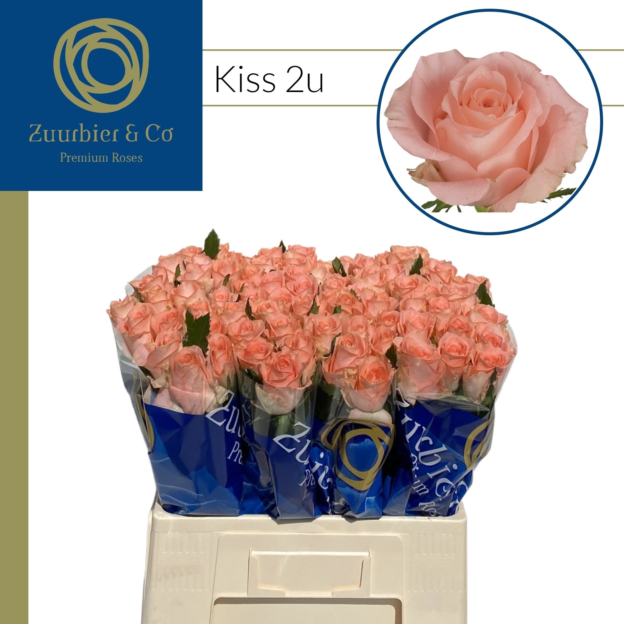 129205 60-4965641 (1)