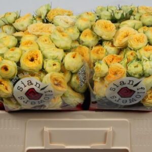 SunnyTrendsetter 50cm