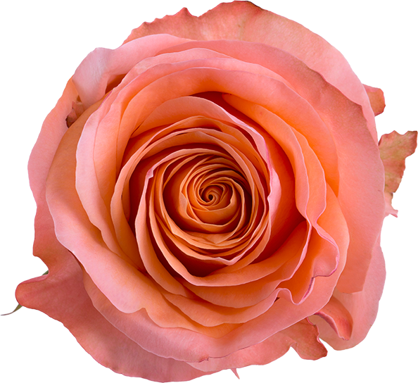 R_0078_Coral_Reef_AerialView_Alta