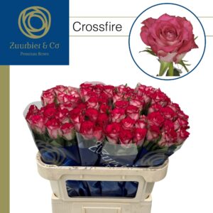 Crossfire 70cm