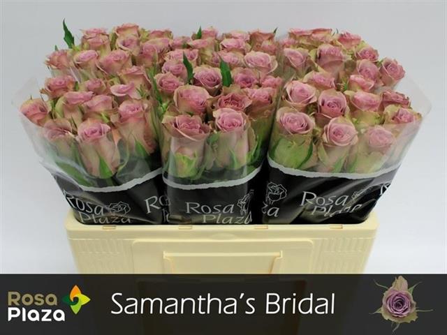 87a7a036-c1da-335d-a056-031c6e77601c