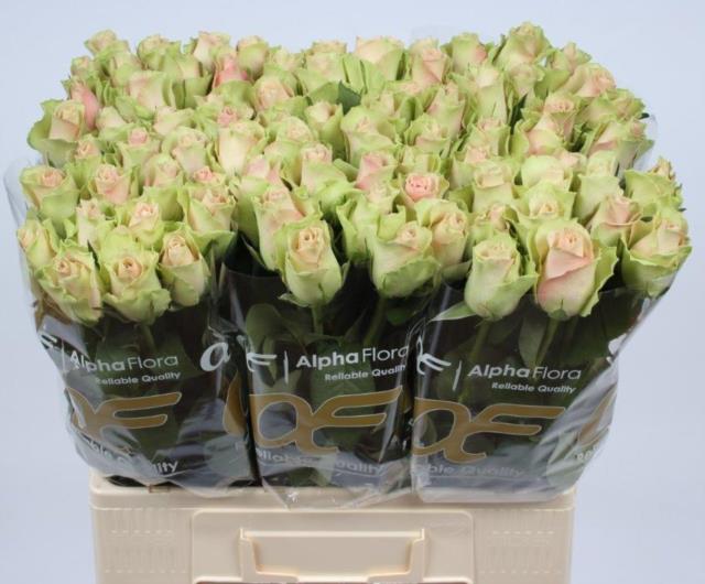 9e89fef9-e950-3602-89ad-298658a56717