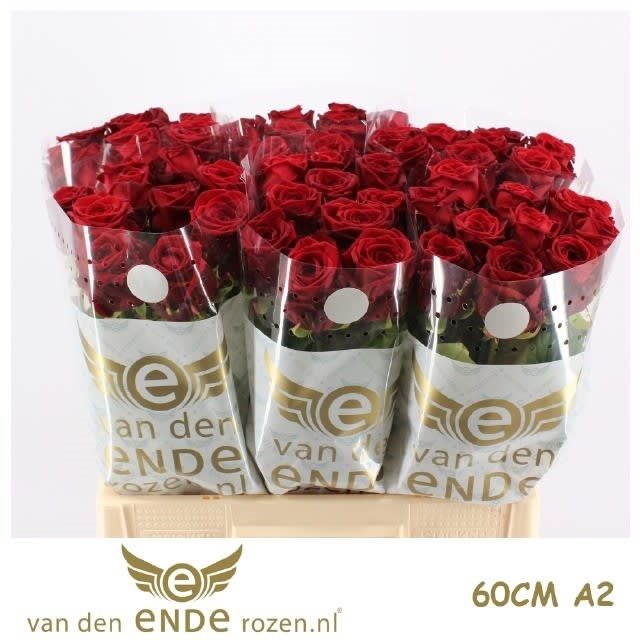 LEGEND60CMA2-2909236