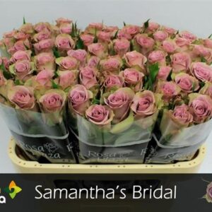 Samantha Bridal 60cm