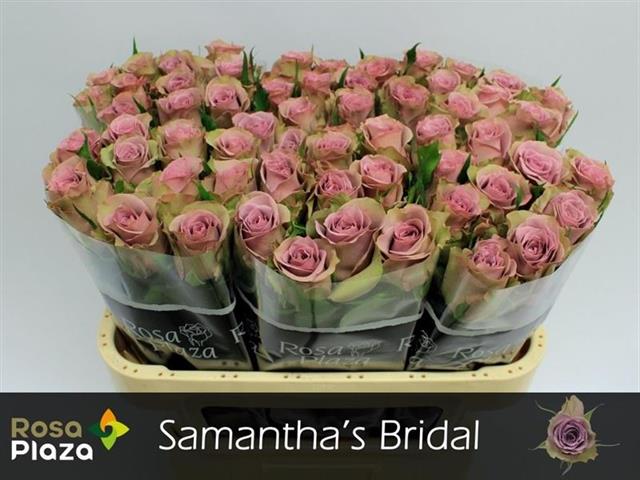 d5c72f40-0564-301a-b221-54487fc29f44