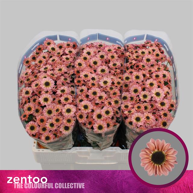 0x95FD4807AB5E4338FA7CC0793ADA301B19B6F67D