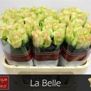 La Belle 70cm