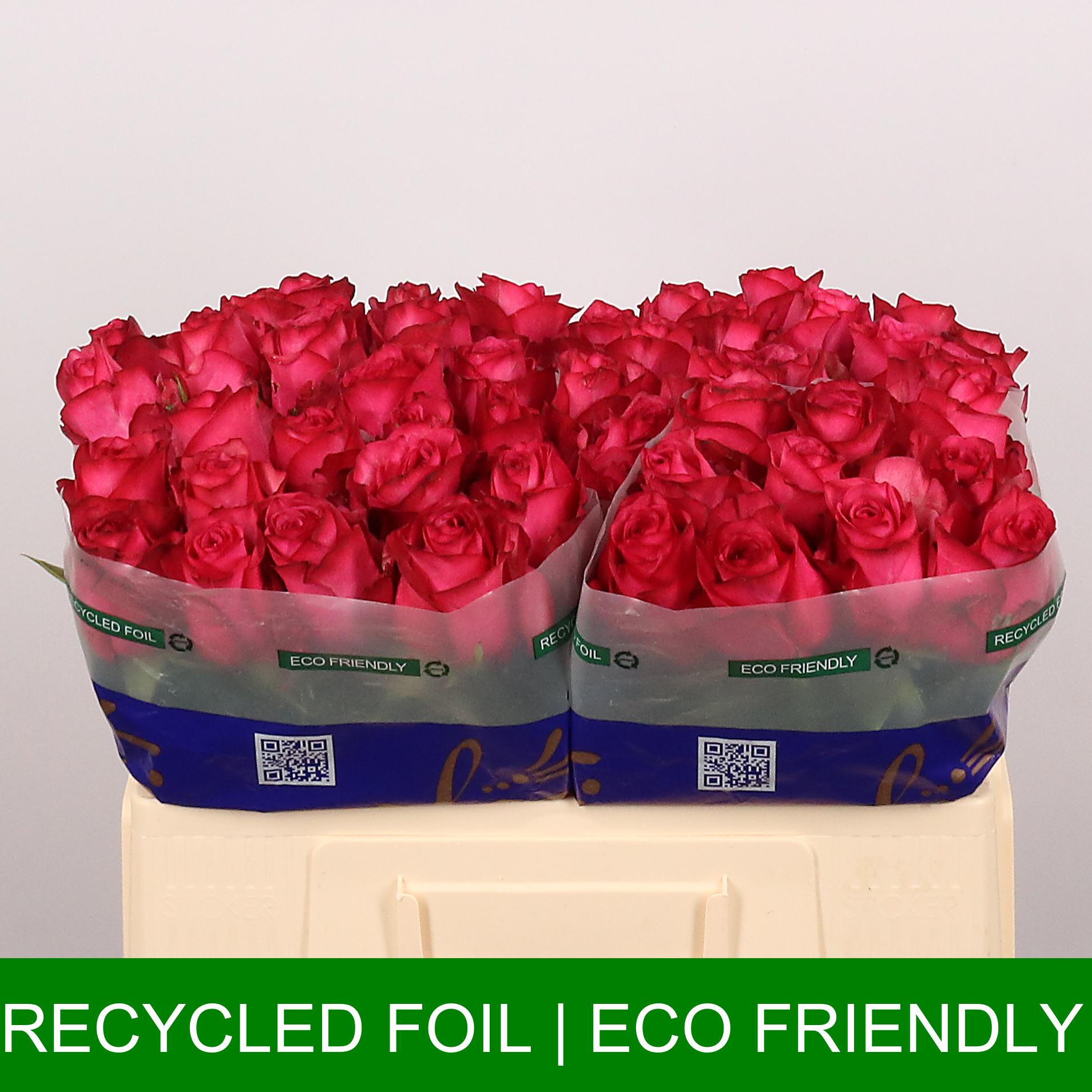 Paloma-Royale-50cm-50588