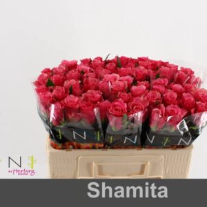 Shamita 60cm