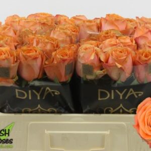 Tropical horizon 50cm