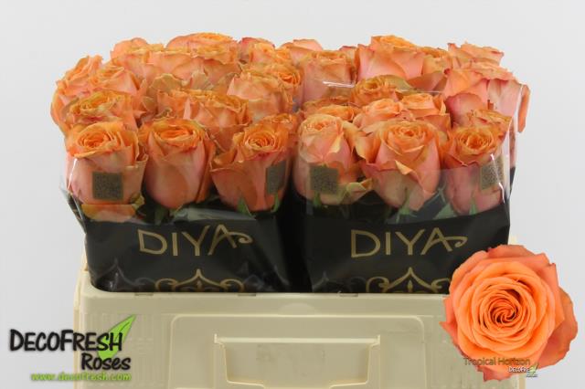 0x55A5289B1136BD6C01175D4C1C924845D54616F3