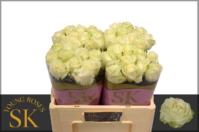 0xC28F072807636DC5E95D8786F93586A3438D487E