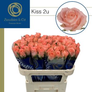 Kiss 2u 70cm