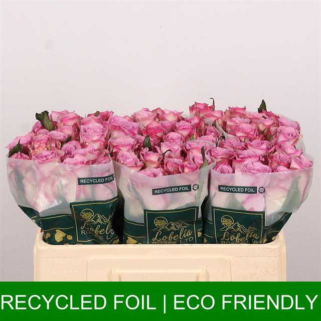 ae3e735a-a698-36f6-83a1-2105634c71ca