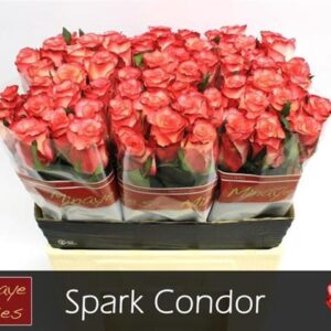 Spark Condor 60cm