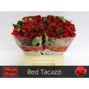 Red Tacazzi 35cm