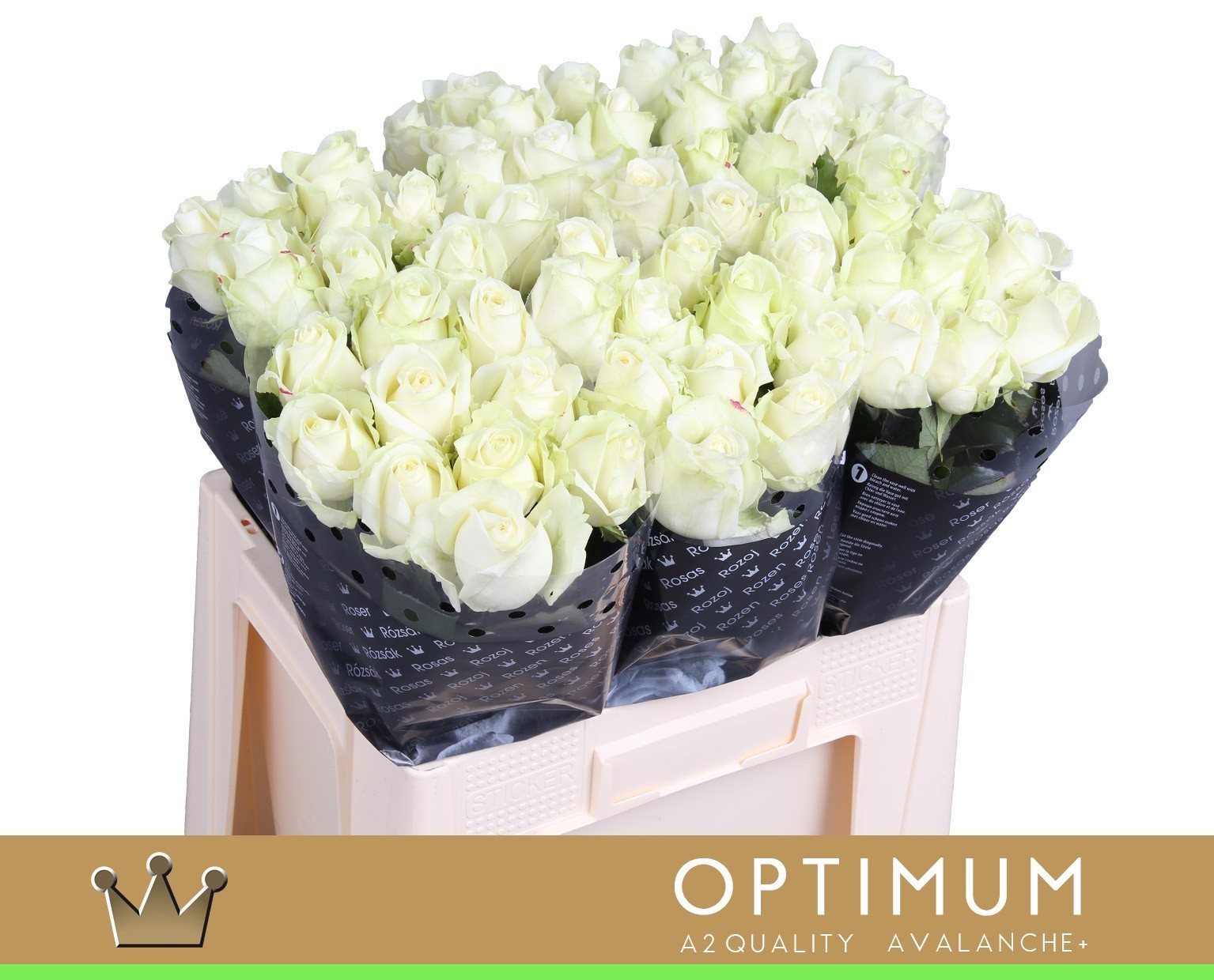 BE-60cm-A2-23-1747471