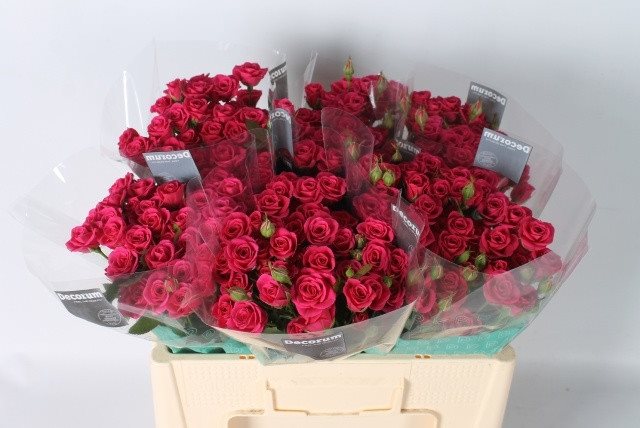 Pink50x20tak-4395035