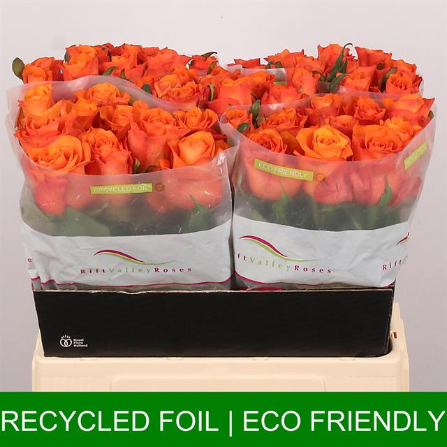 a0cb704c-9598-3869-bf75-64f8ebc78ace