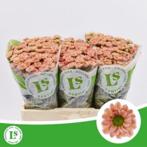 Chr San Rossi Smokey 55cm