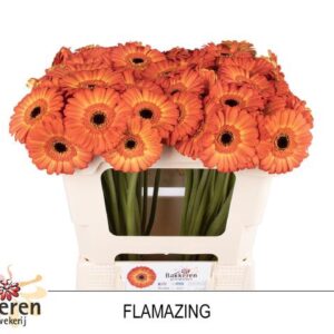 Ge Mi Flamazing 50cm