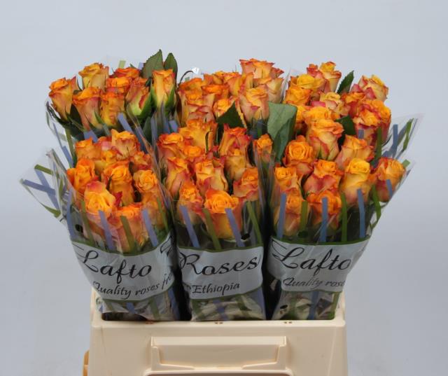 2b5fe55e-2e3e-38fc-83ac-2ea9465c7d59