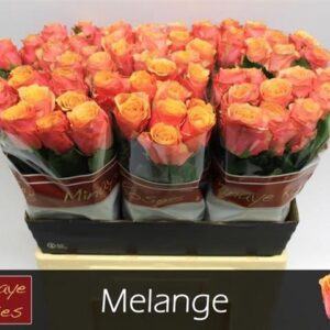 Melange 40cm
