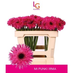 Ge Mi Punki irma 50cm