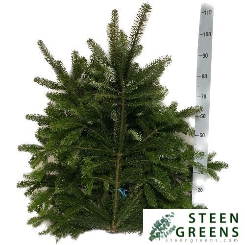 ABIES NORDMAN-4274102
