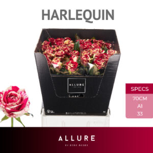Harlequin 80cm