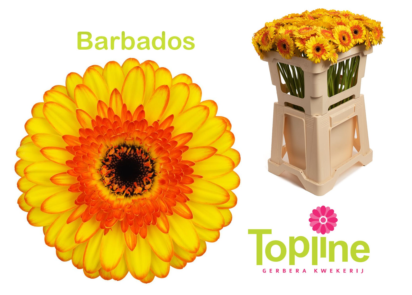 c32e05ce-971e-4d46-8bb9-f5d98be3737e