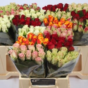 Gemengd (misto) 35cm