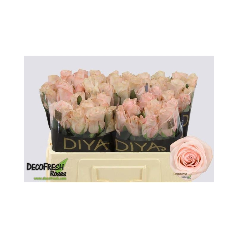 127217-50-LIVE_fotos-0x7FC568CCDD52A4EEB04826F93E1BFDD37E11C4E0