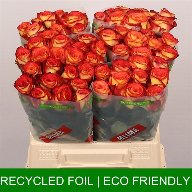 3c8ac772-c5f7-3e1b-bbe9-c762fe4ee0c9