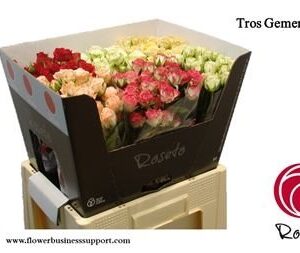 Gemengd Spray (misto) 60cm