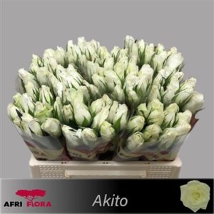 Akito 40cm